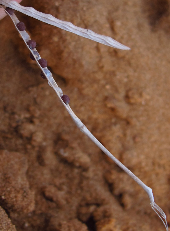 Image of Brassica sisymbrioides specimen.