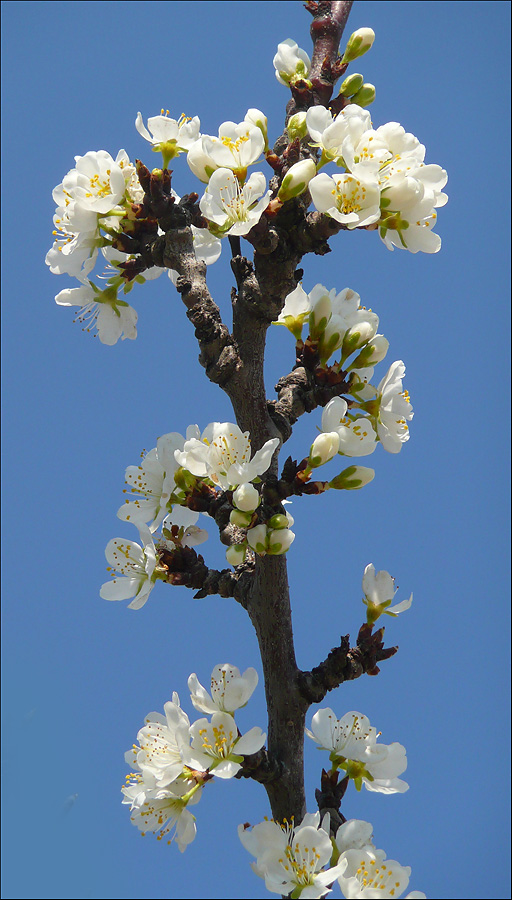 Image of Prunus domestica specimen.