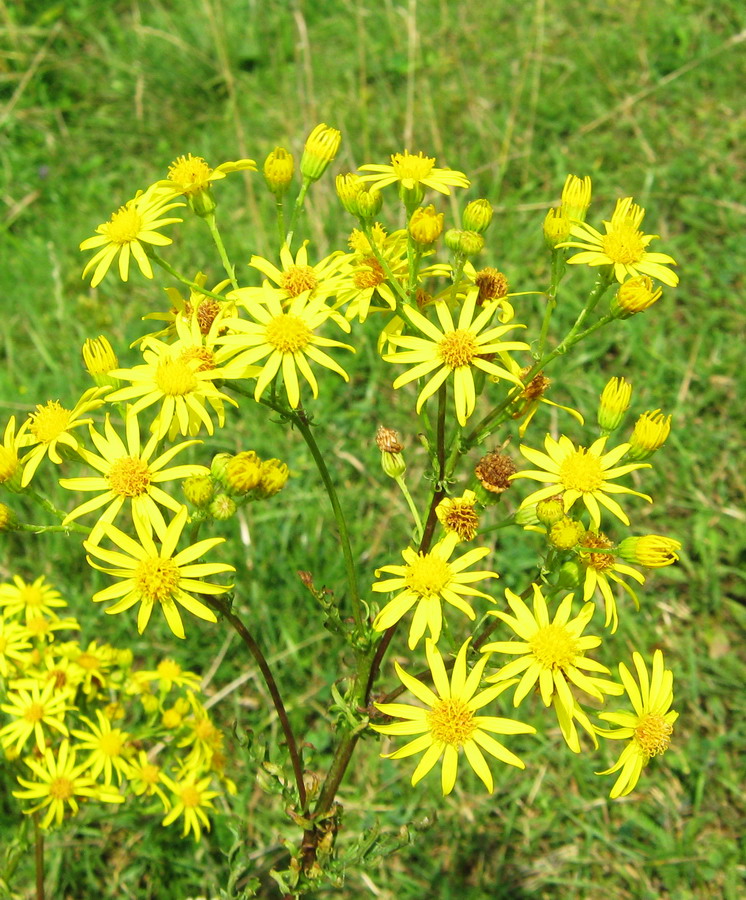 Изображение особи Senecio borysthenicus.