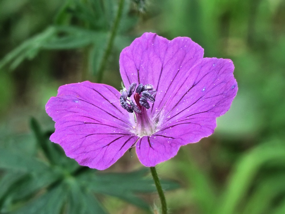 Изображение особи Geranium sanguineum.