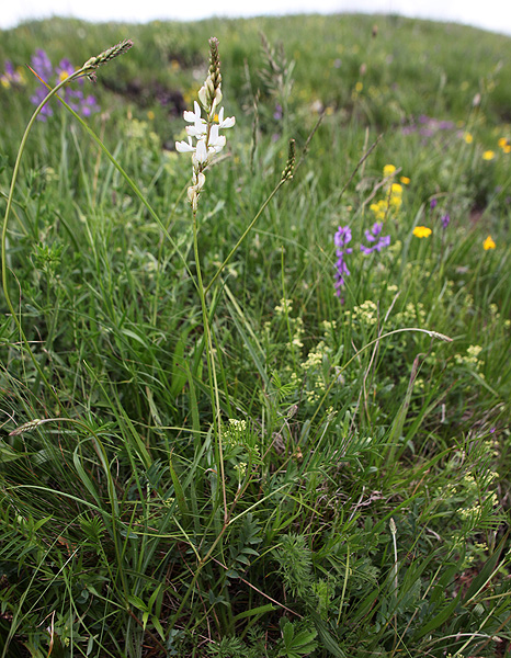 Изображение особи Onobrychis petraea.