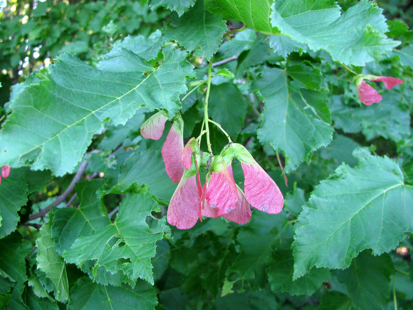 Image of Acer tataricum specimen.