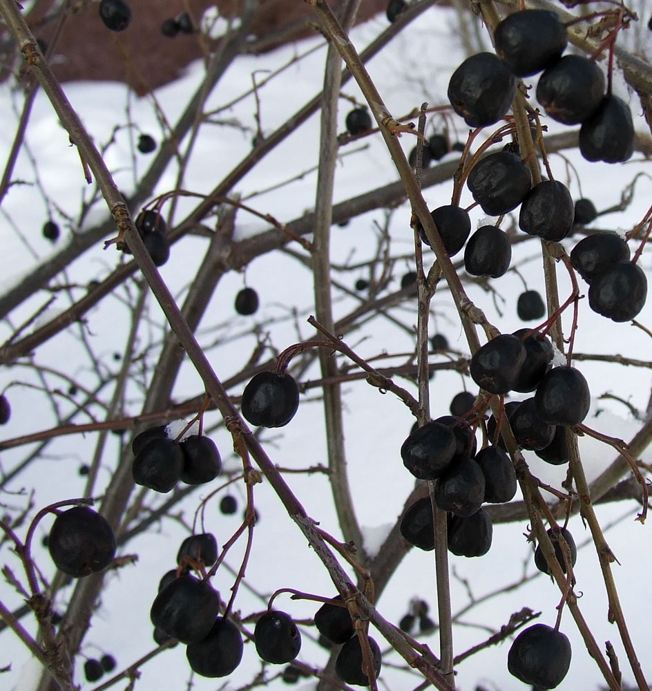 Image of Cotoneaster lucidus specimen.