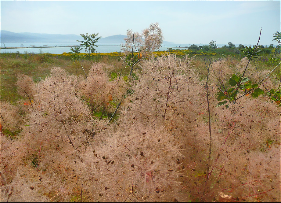 Изображение особи Cotinus coggygria.