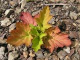 Rubus crataegifolius