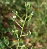 Thesium ramosum