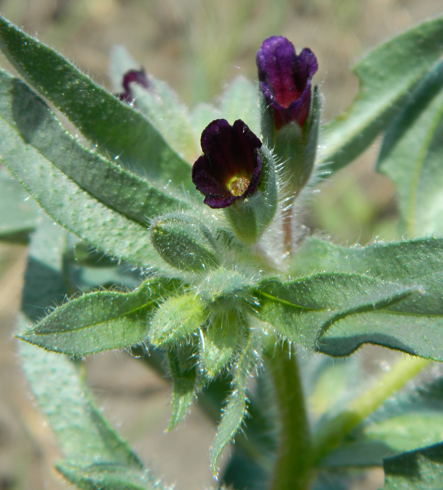 Image of Nonea rossica specimen.