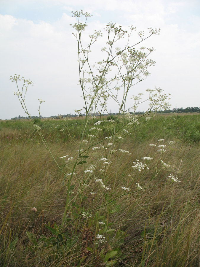 Image of Sium sisaroideum specimen.