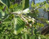 Sorbus taurica. Верхушка ветви с завязавшимся соплодием. Крым, окр. г. Ялта, хр. Иограф. 23 июня 2012 г.