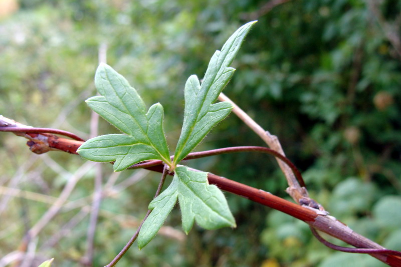 Image of Aconitum volubile specimen.