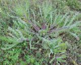 Centaurea benedicta