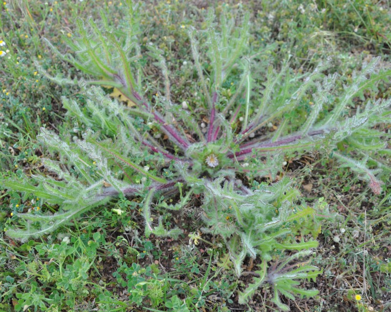 Image of Centaurea benedicta specimen.