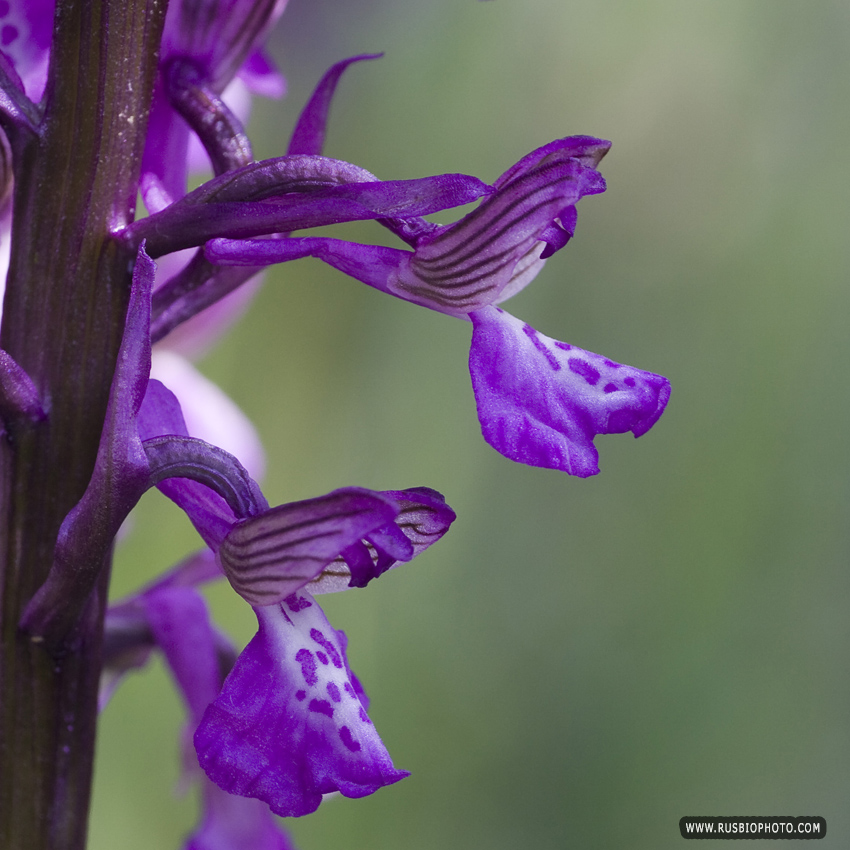 Image of Anacamptis morio ssp. caucasica specimen.