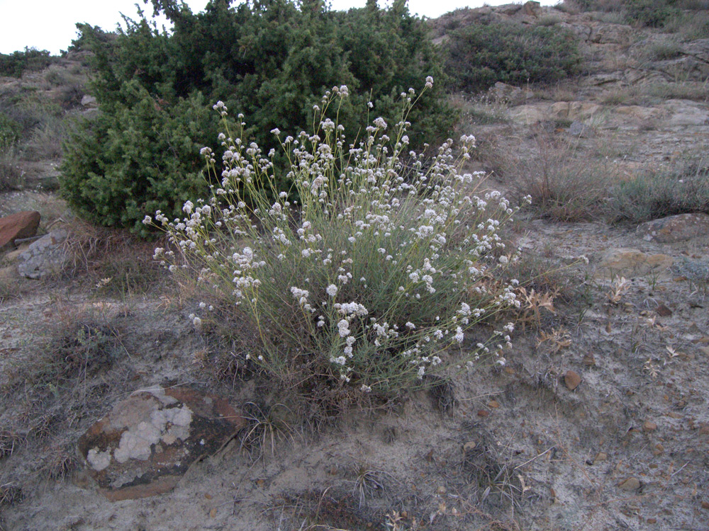 Image of Gypsophila capitata specimen.