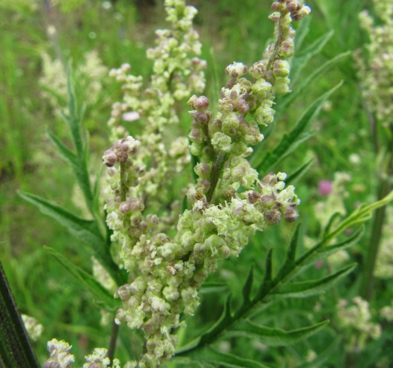 Image of Urtica cannabina specimen.