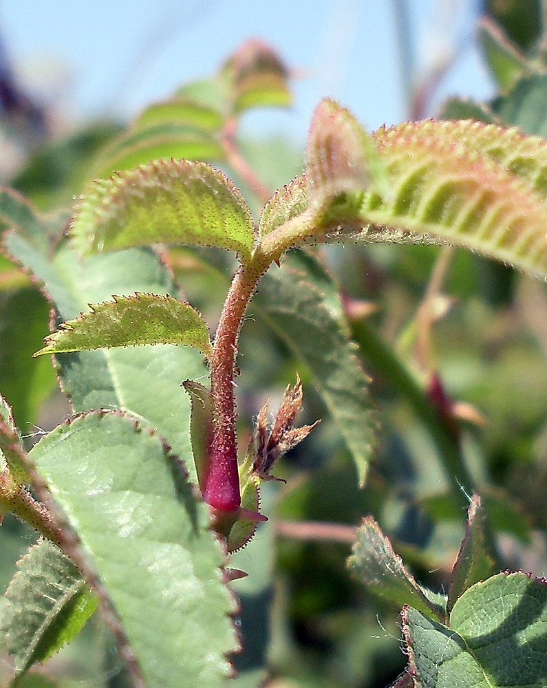 Image of Rosa balsamica specimen.