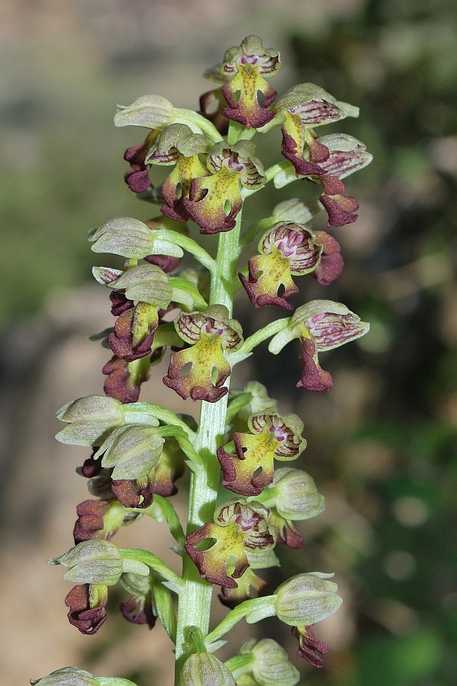 Image of Orchis punctulata specimen.