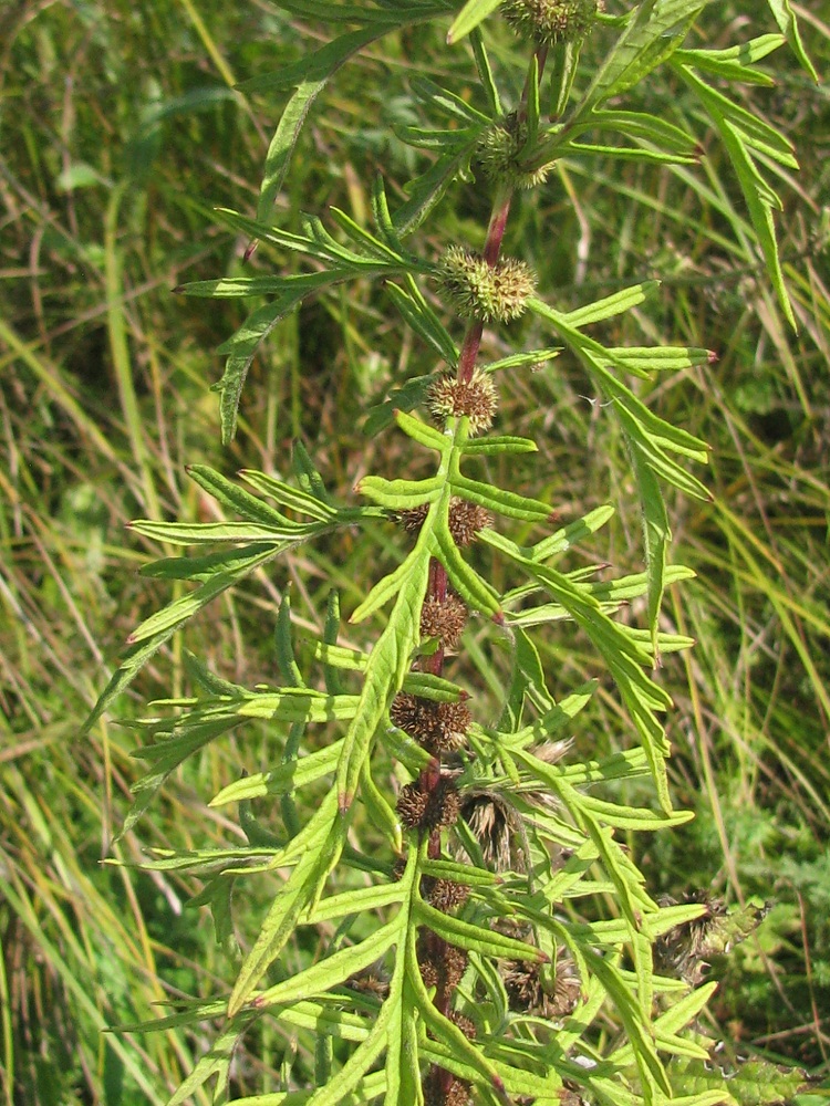 Image of Lycopus exaltatus specimen.