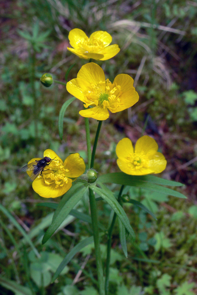 Image of Ranunculus subborealis specimen.