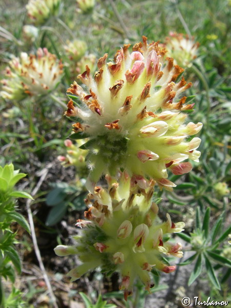 Image of Anthyllis taurica specimen.