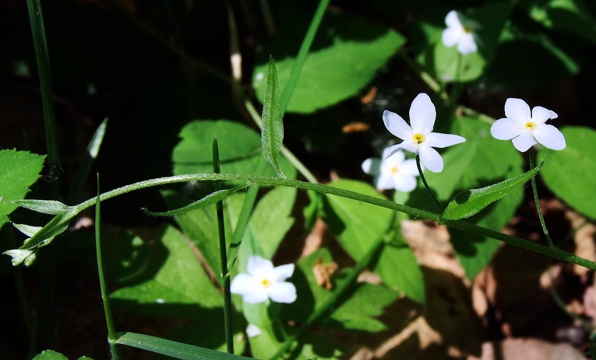 Изображение особи Trigonotis myosotidea.