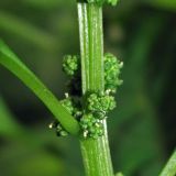 Lipandra polysperma