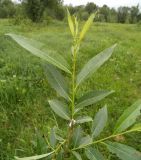 Salix × meyeriana. Побег. Московская обл., Лотошинский р-н, окр. дер. Савостино. 29.05.2013.