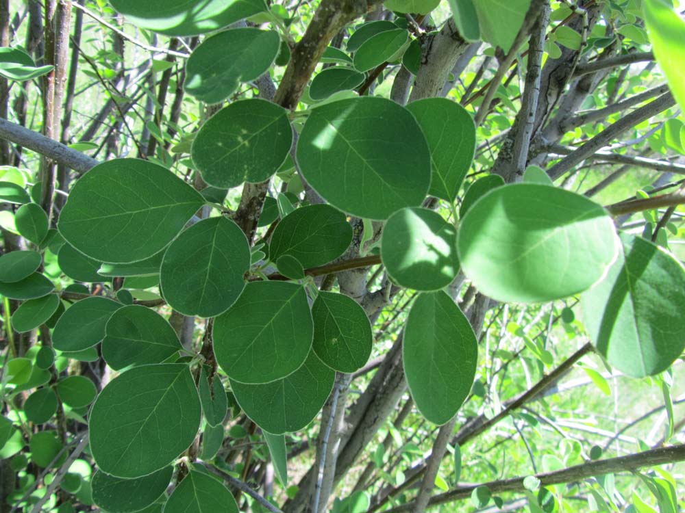 Image of Cotoneaster melanocarpus specimen.