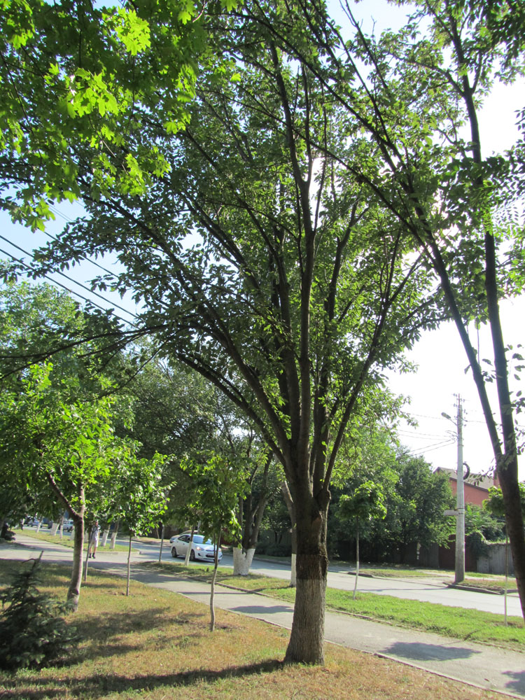 Image of Fraxinus excelsior var. diversifolia specimen.