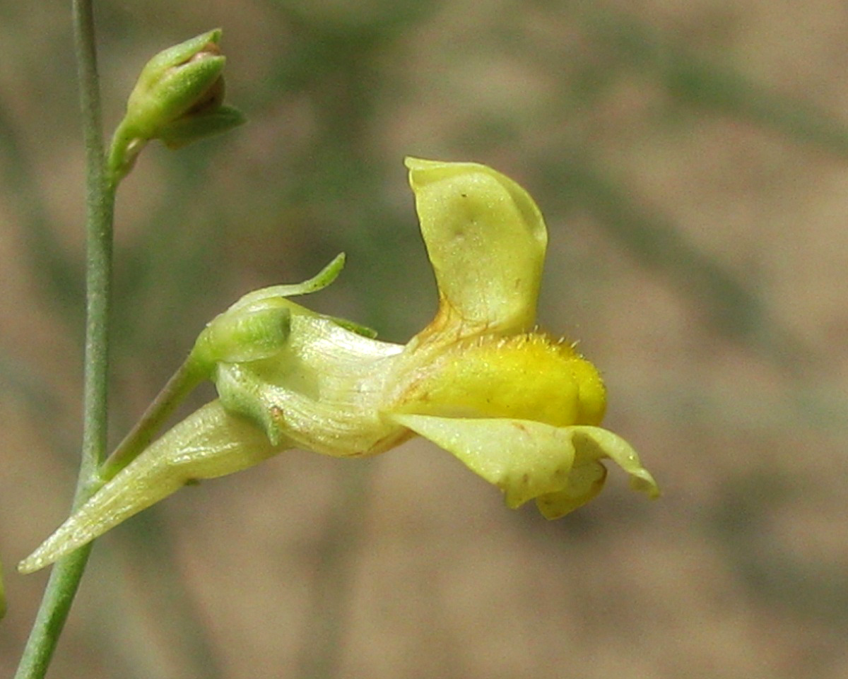 Изображение особи Linaria dulcis.