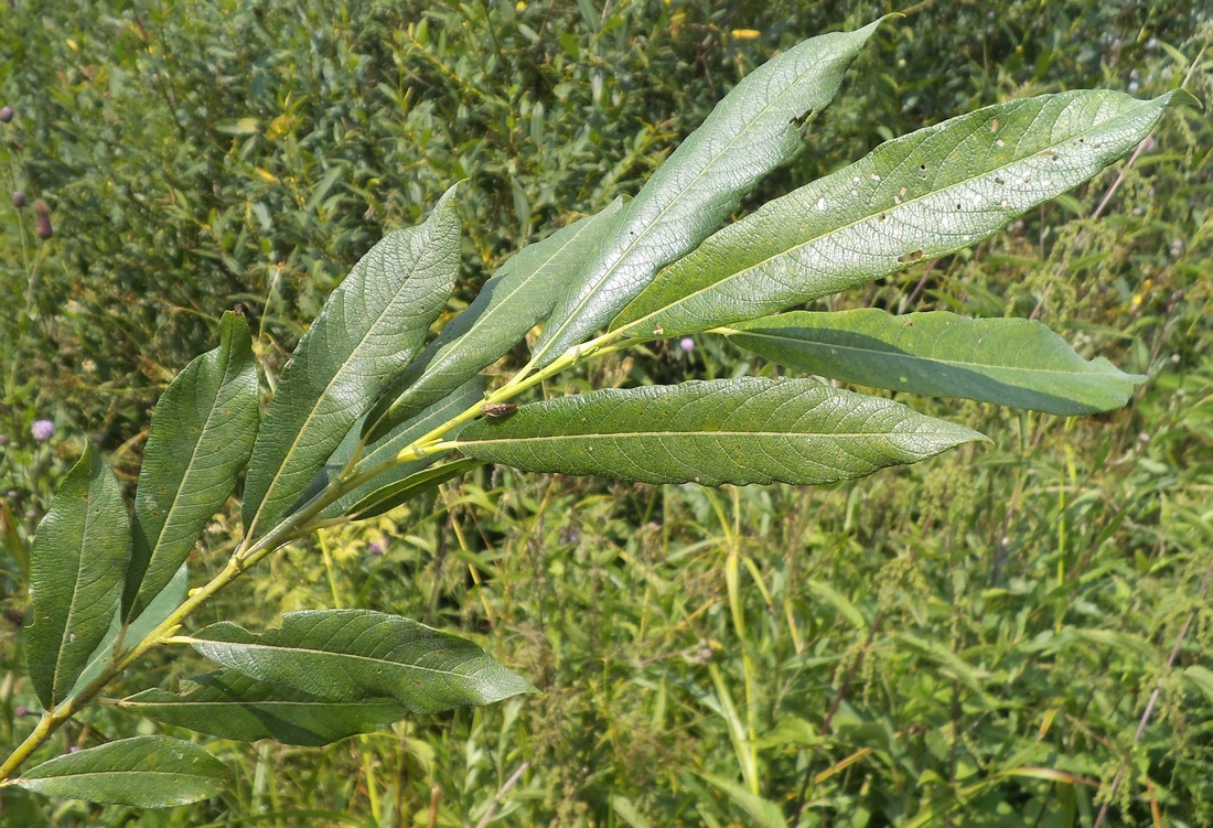 Изображение особи Salix gmelinii.