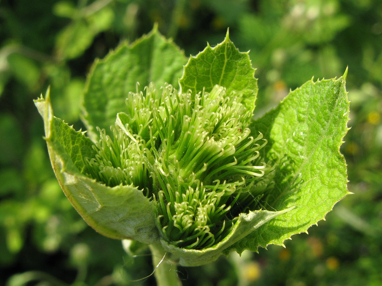 Image of Arctium lappa specimen.