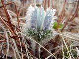 Pulsatilla taraoi