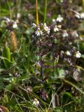 Euphrasia amblyodonta