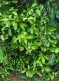 Tetracera indica. Цветущее и плодоносящее растение. Таиланд, национальный парк Си Пханг-нга. 20.06.2013.