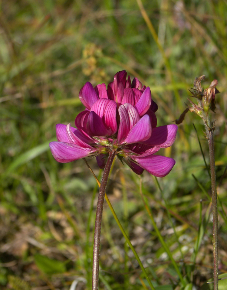 Изображение особи Onobrychis oxytropoides.