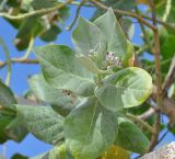 Calotropis procera