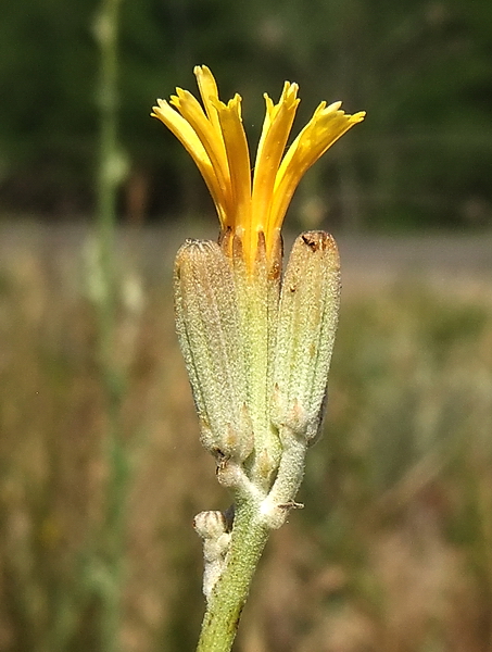 Изображение особи Chondrilla latifolia.