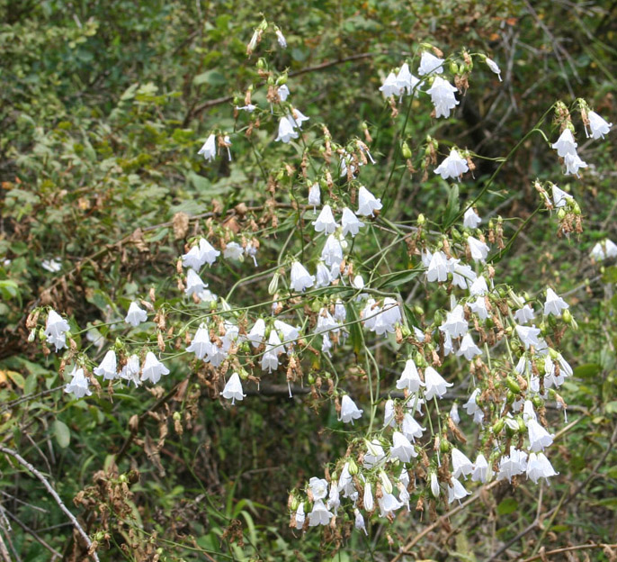 Image of Adenophora liliifolia specimen.