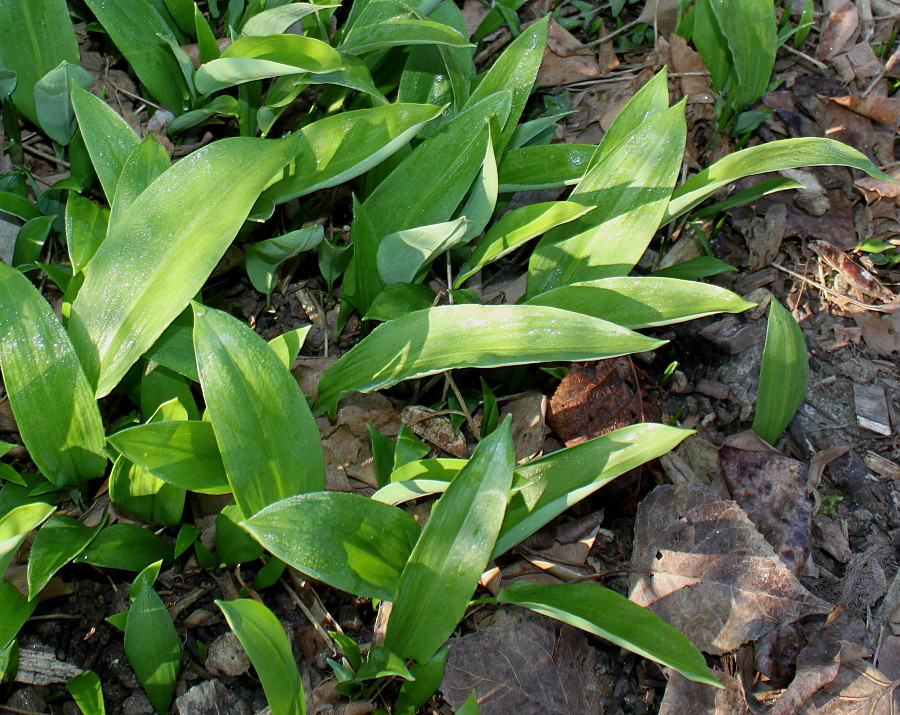 Image of Allium ursinum specimen.