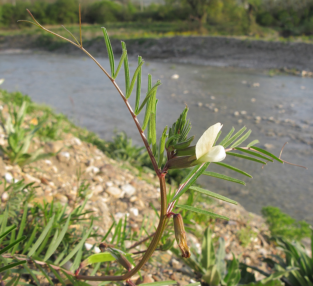 Image of Vicia biebersteinii specimen.