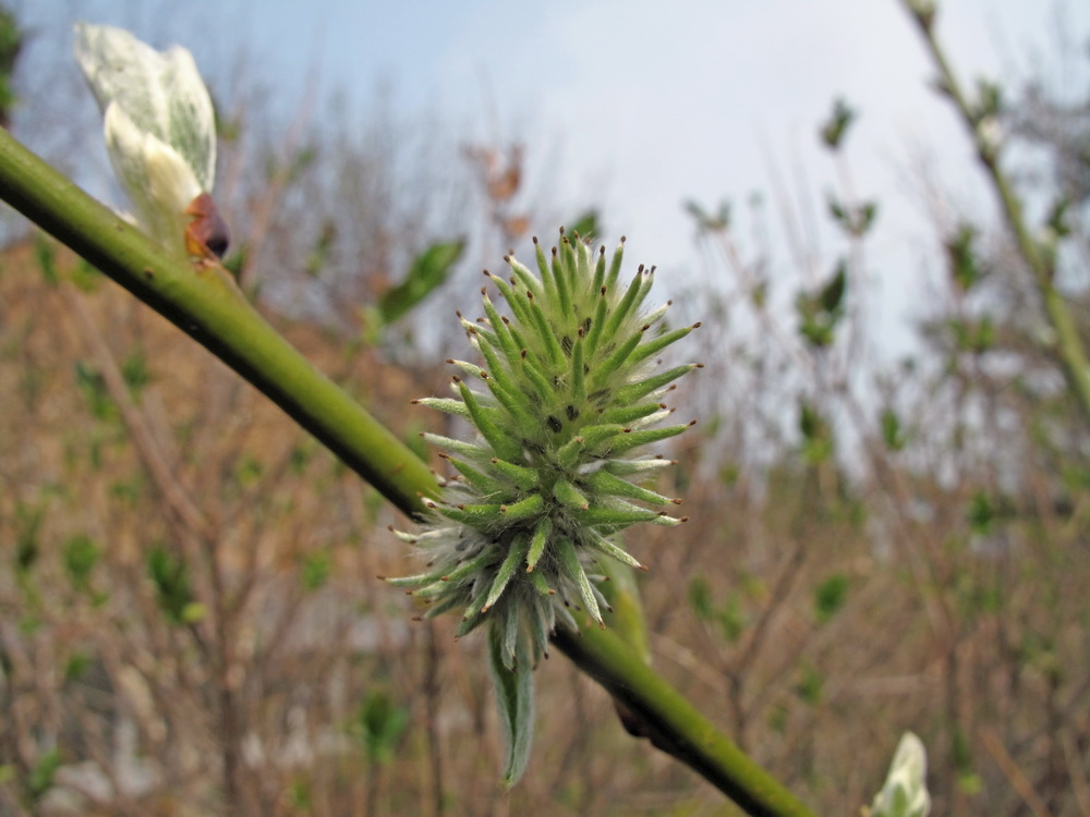 Image of Salix caprea specimen.