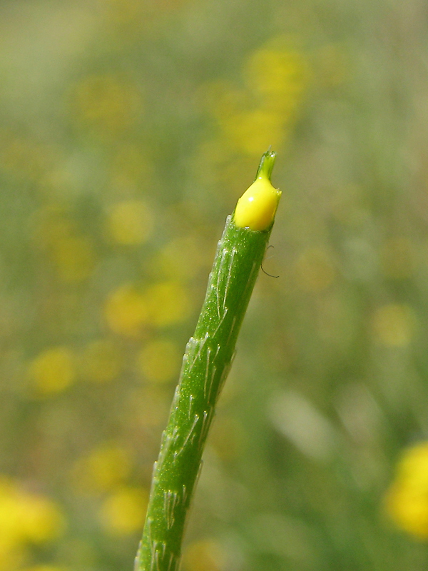 Image of Papaver stevenianum specimen.