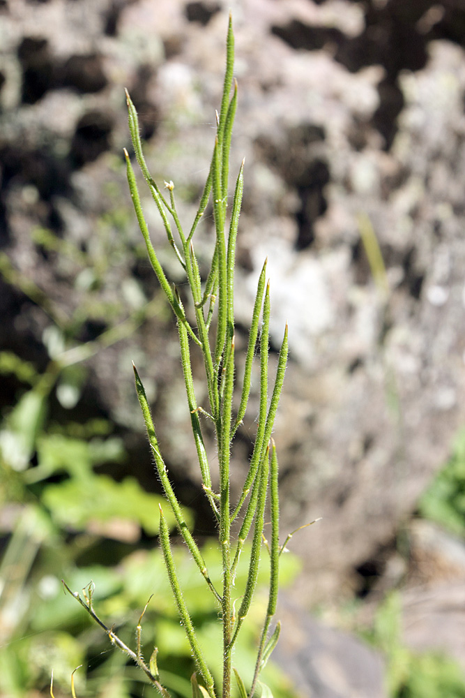 Image of Parrya mollissima specimen.