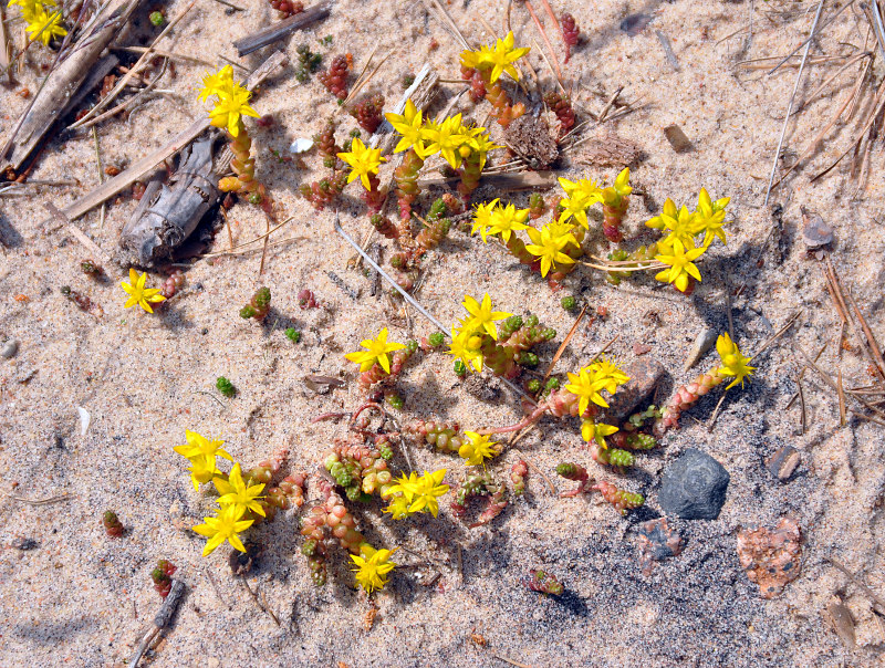 Image of Sedum acre specimen.