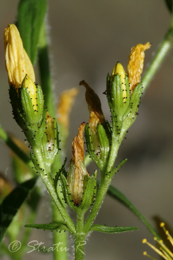 Image of Hypericum hirsutum specimen.