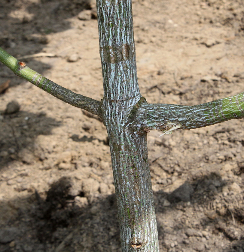 Image of Acer tegmentosum specimen.