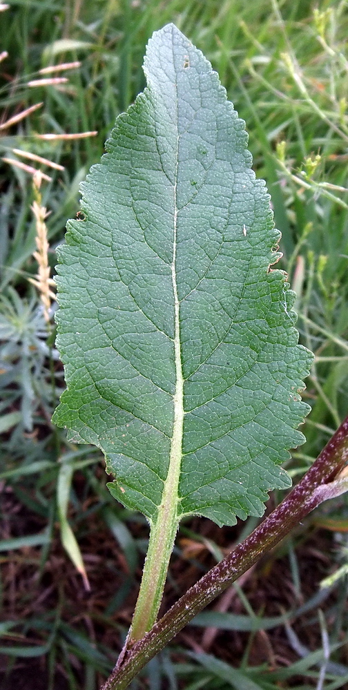 Image of Verbascum marschallianum specimen.