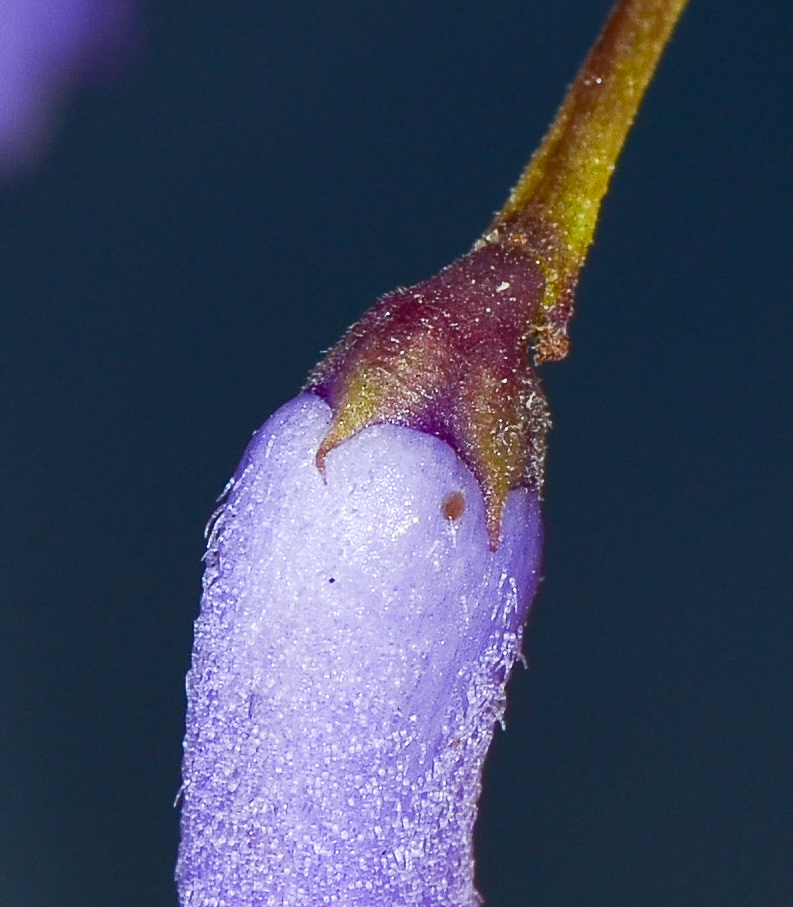 Image of Jacaranda mimosifolia specimen.