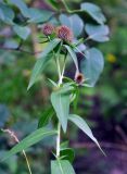 Centaurea alutacea. Верхушка побега с нераспустившимися соцветиями. Карачаево-Черкесия, окр. г. Теберда. 28.07.2014.